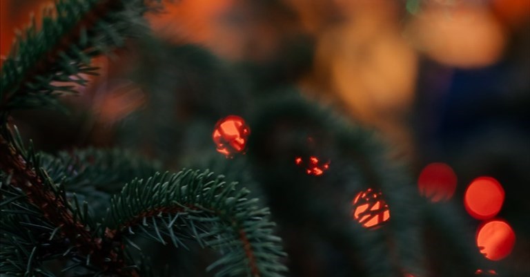 come rottamare gli alberi di Natale