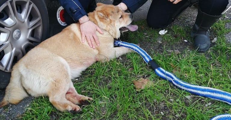 il cane impaurito fermato dagli agenti