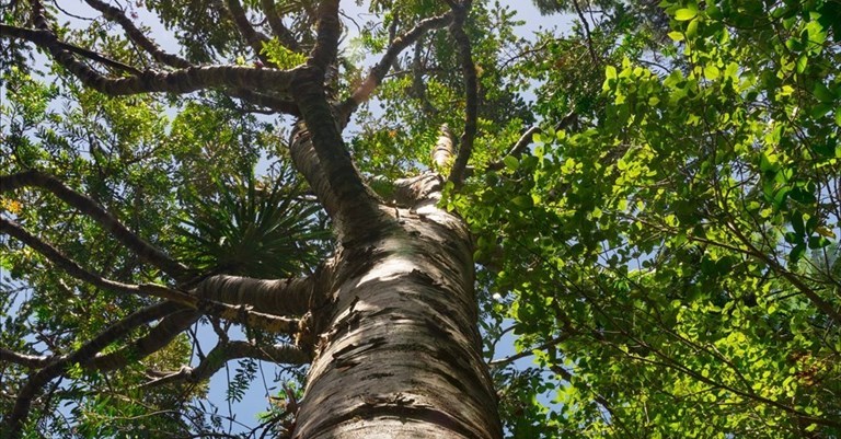 come piantare un albero a Calenzano