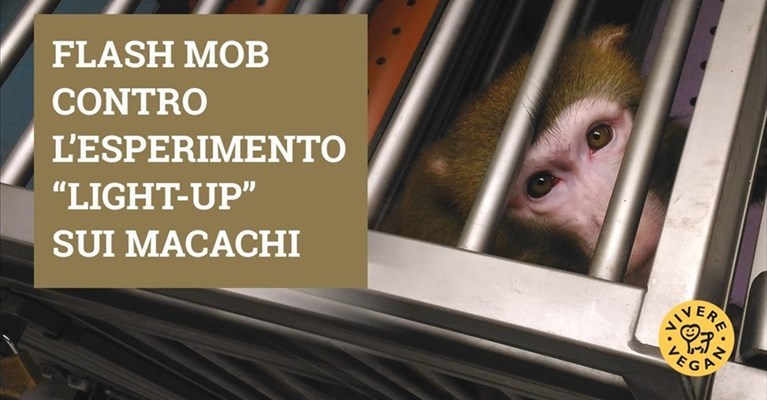 flash mob in difesa dei macachi
