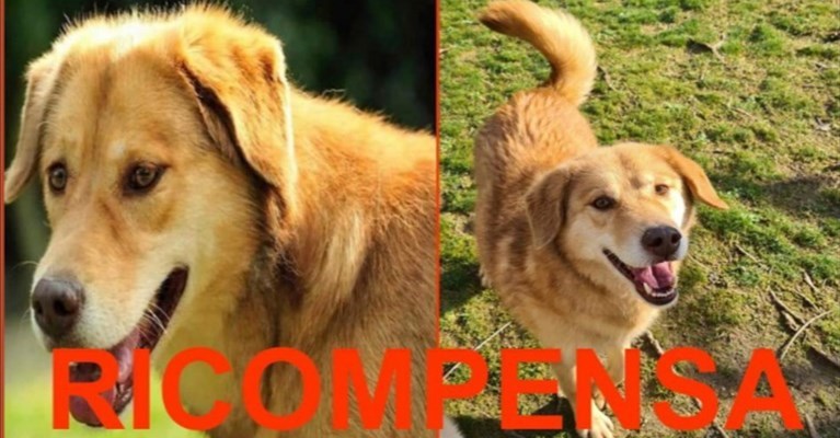 contattare i seguenti numeri: 366/2522013 OPPURE ANCHE SOLO UN MESSAGGIO WAPP AL 329/2421255.