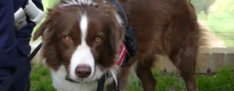 Piper torna al lavoro