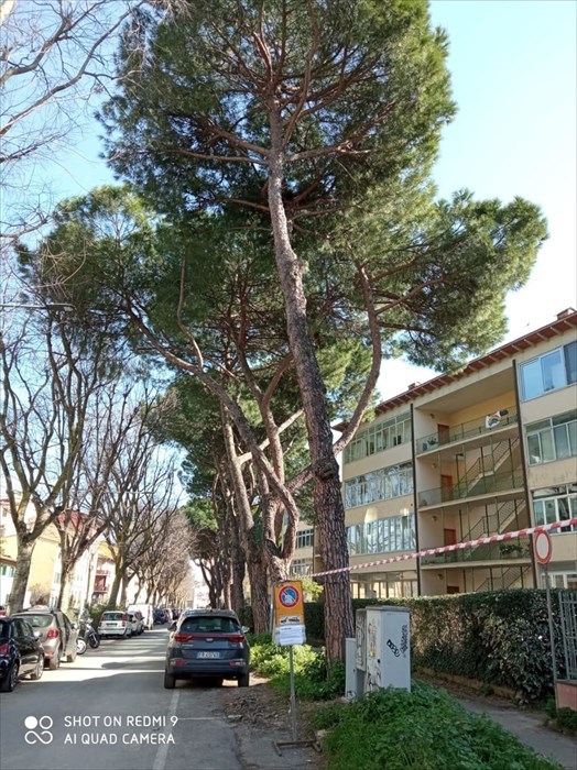 le piante da abbattere