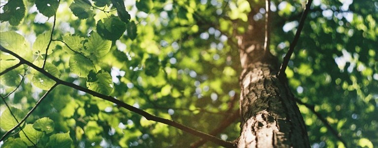 più alberi in città