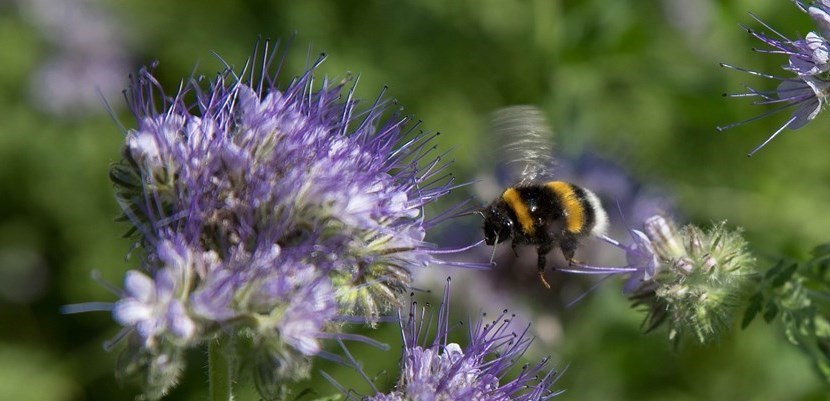 facelie in città per aiutare le api