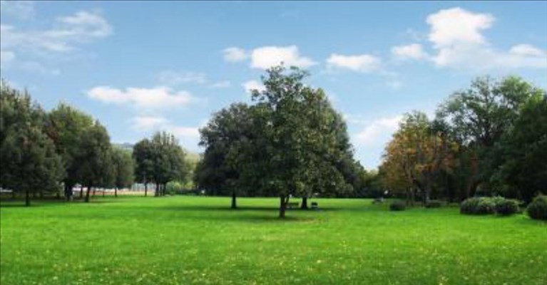 il cedro di villa Favard