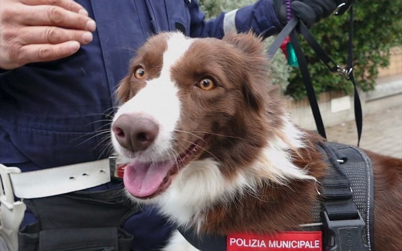 Piper con il suo conduttore