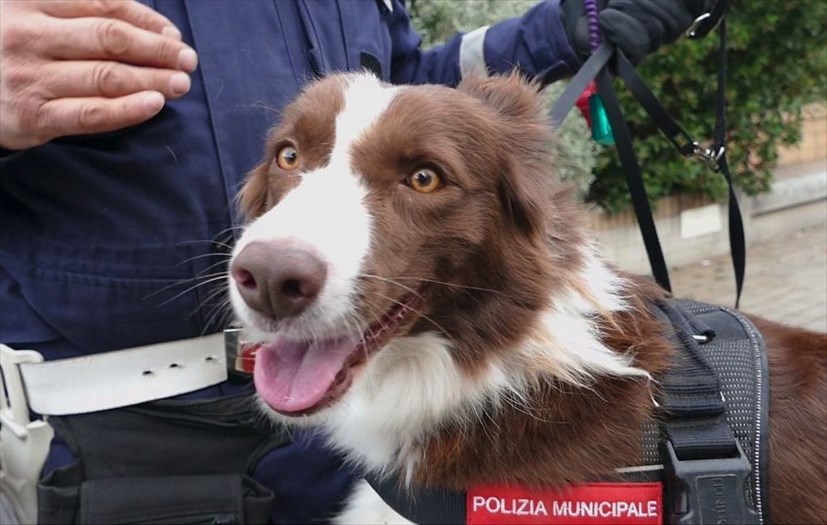 Piper e il suo conduttore