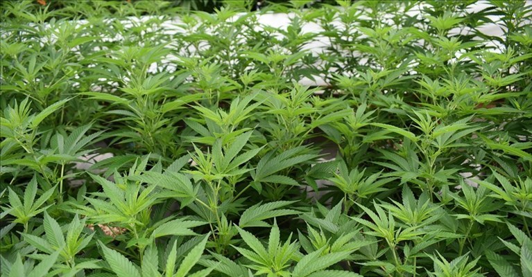 serra di marijuana a casa