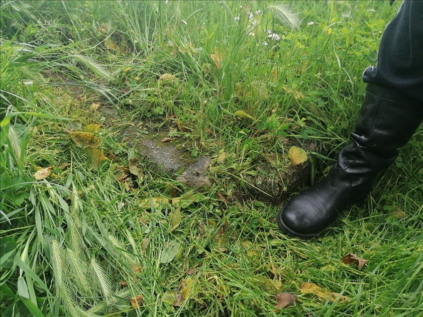 L'erba alta a Nave a Rovezzano