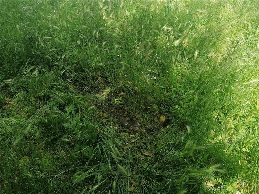 L'erba alta a Nave a Rovezzano