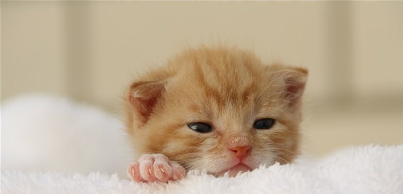 gattini drqquestrati