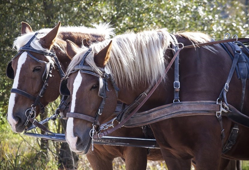 cavallo impazzito in piazza della Signoria