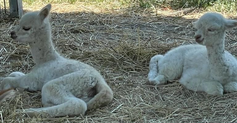 le due neonate: Viola e Luna
