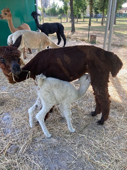 doppio fiocco rosa ad Alpaha onlus