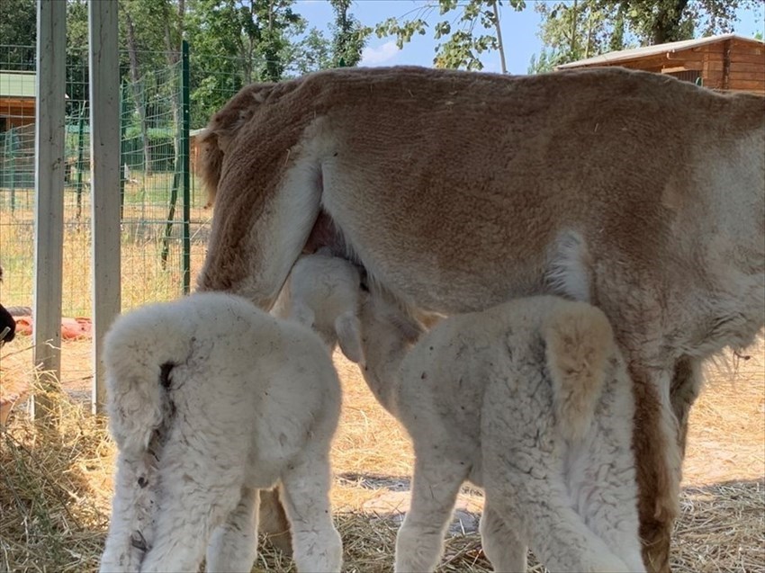 doppio fiocco rosa ad Alpaha onlus
