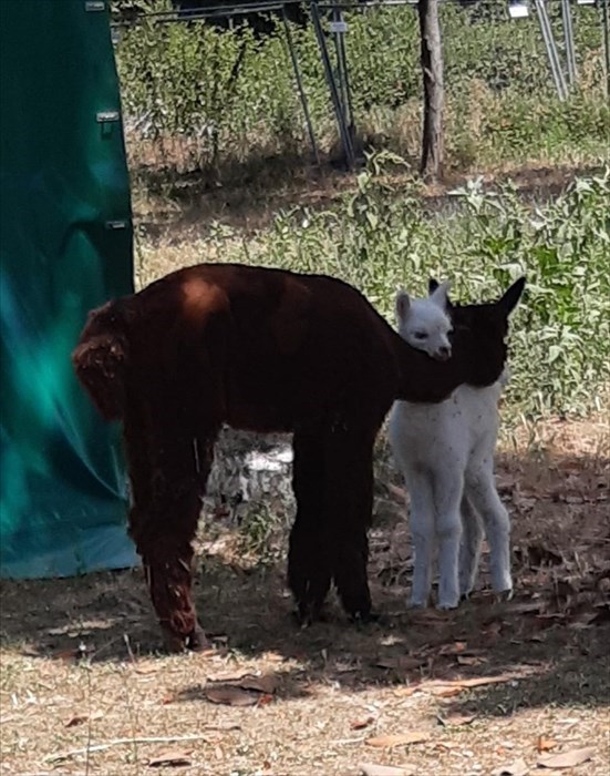 doppio fiocco rosa ad Alpaha onlus