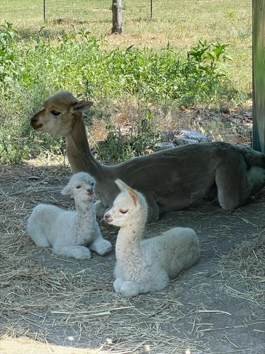 doppio fiocco rosa ad Alpaha onlus