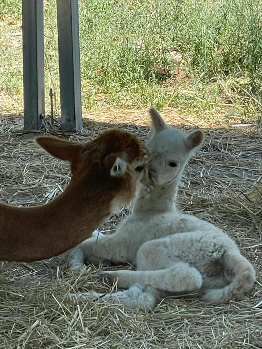 doppio fiocco rosa ad Alpaha onlus