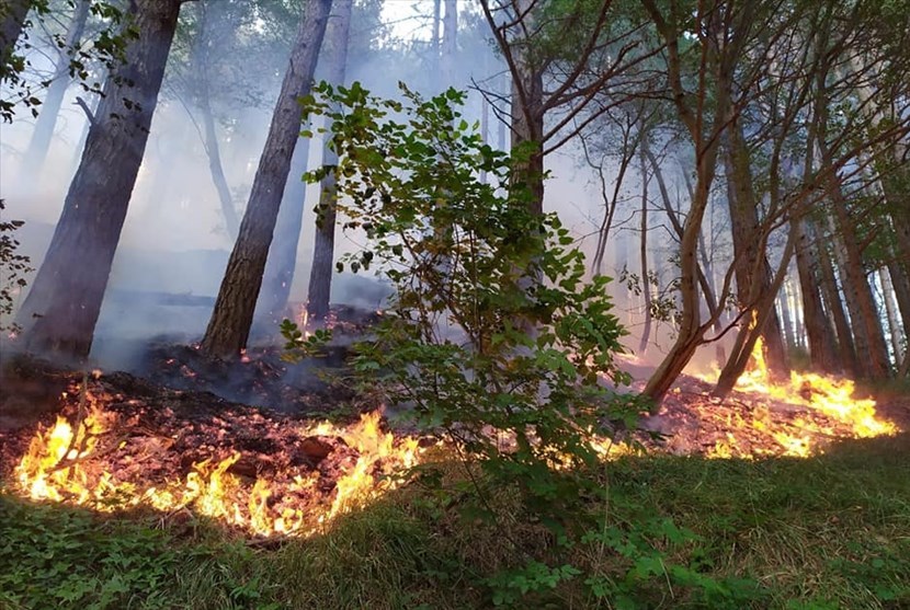 Rischio incendi boschivi. Prorogato al 19 settembre divieto di 'abbruciamento' residui vegetali