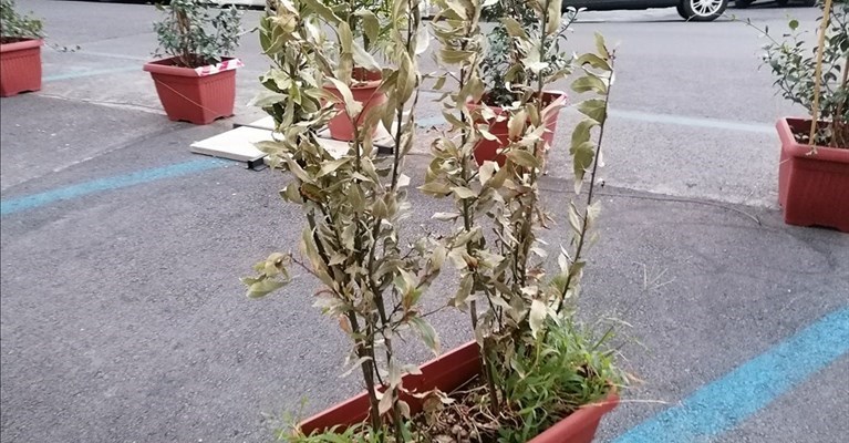 piante secche dei dehors fiorentini