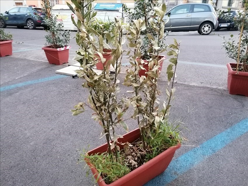 il verde pallido di Firenze