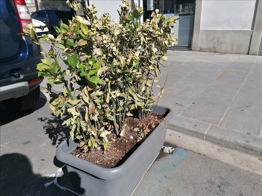 il verde pallido di Firenze