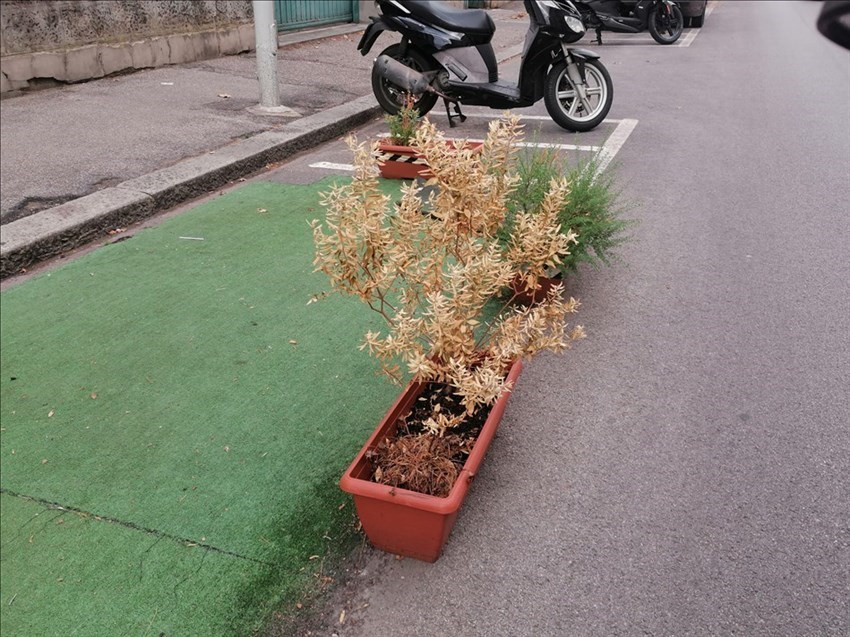 il verde pallido di Firenze