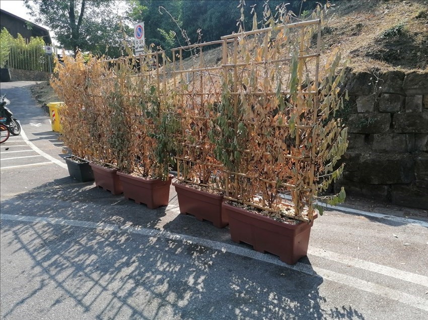 il verde pallido di Firenze