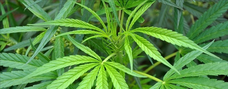 Droga nell'auto e a casa