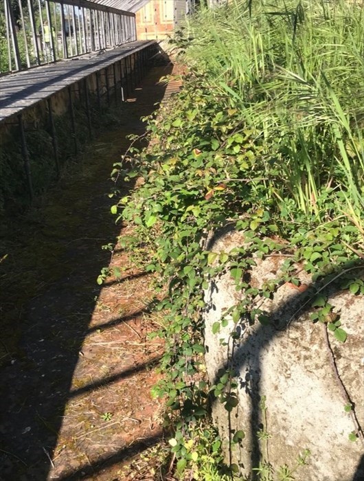la serra grande così com'è stata trovata dai volontari