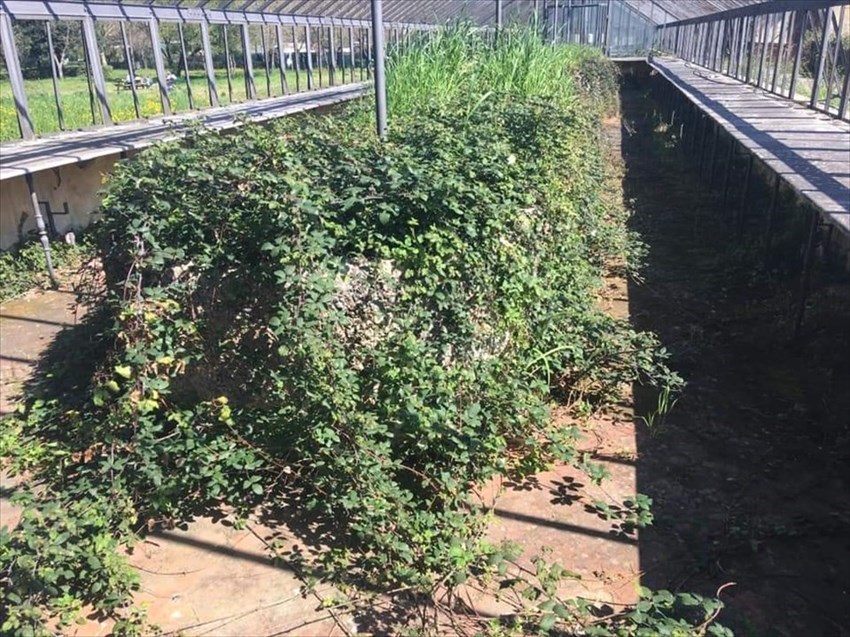 la serra grande ridotta a impraticabile roveto