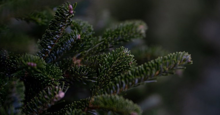 riciclo alberi di Natale