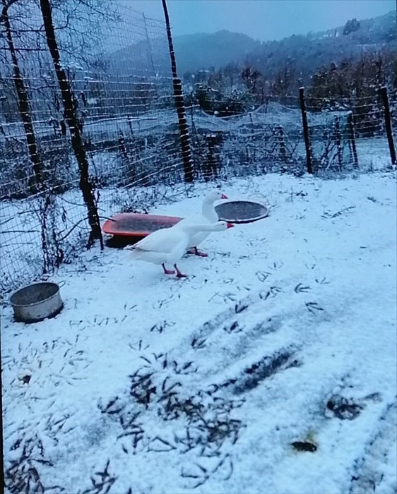 Oche che starnazzano nella neve a Galiga