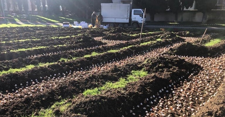 La piantumazione dei tulipati
