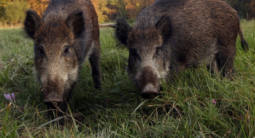 Massima attenzione ai cinghiali che potrebbero veicolare la malattia ai suini di allevamento