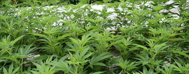 serra di marijuana a casa