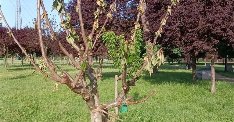 albero da frutto in via Lazio