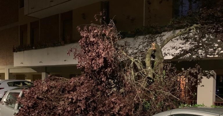 rami caduti a Firenze