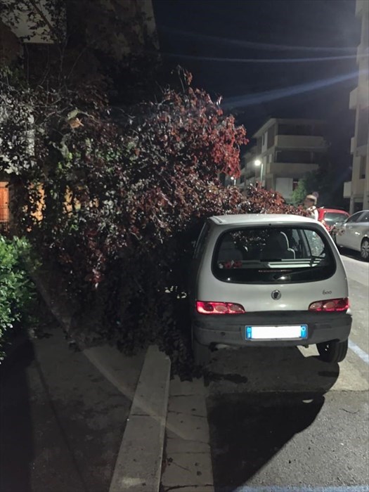 rami caduti a Gavinana