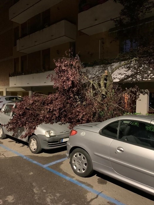 rami caduti a Gavinana