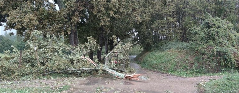 alberi caduti