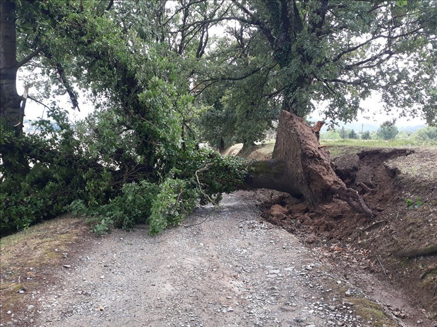 Ancora un albero caduto stamani. In Via di Badia. Lettore Mario