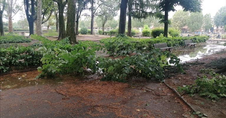 rami e alberi caduti in città