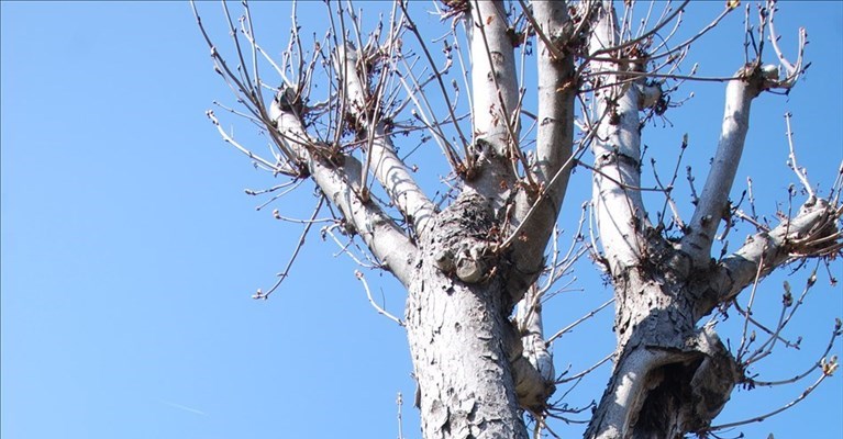 Fiesole, abbattimento piante pericolose