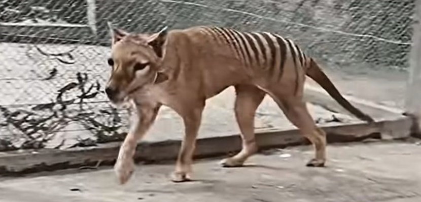 1936, muore l'ultimo tilacino la ""tigre della Birmania"",""n.c.