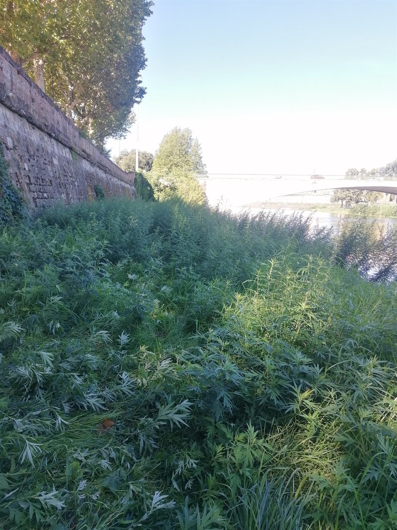 l'erba troppo alta che impedisce a Giovanni di proseguire