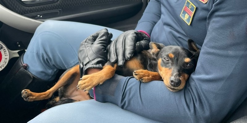 Il cagnolino salvato