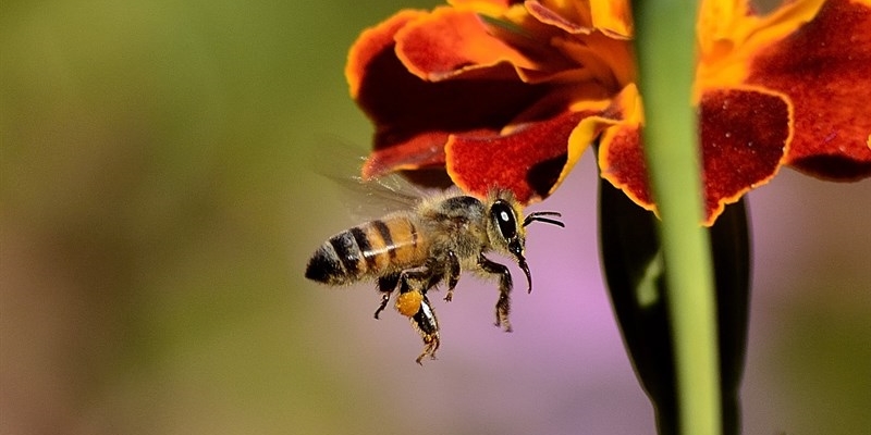 A Sesto arriva il giardino delle api