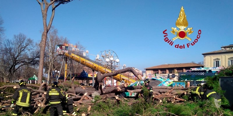 L'albero caduto alle Cascine